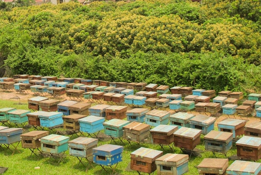 Mùa lấy mật ong hoa nhãn tại Hưng Yên