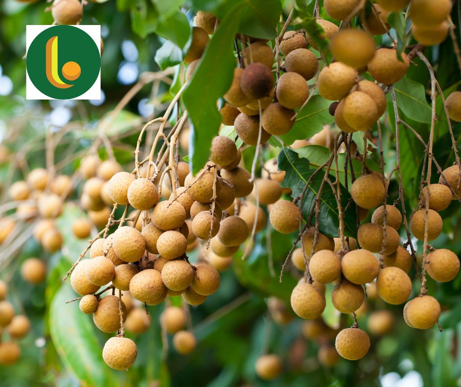 long nhãn Hưng Yên